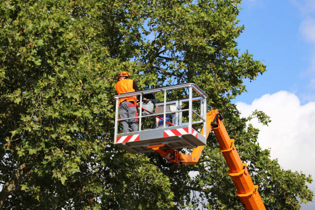 Best Tree Maintenance Programs  in Staic, CA